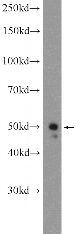 mouse lung tissue were subjected to SDS PAGE followed by western blot with Catalog No:113704(PELI2 Antibody) at dilution of 1:600
