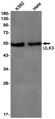 Western blot detection of ULK3 in K562,Hela cell lysates using ULK3 Rabbit pAb(1:1000 diluted).Predicted band size:53kDa.Observed band size:53kDa.