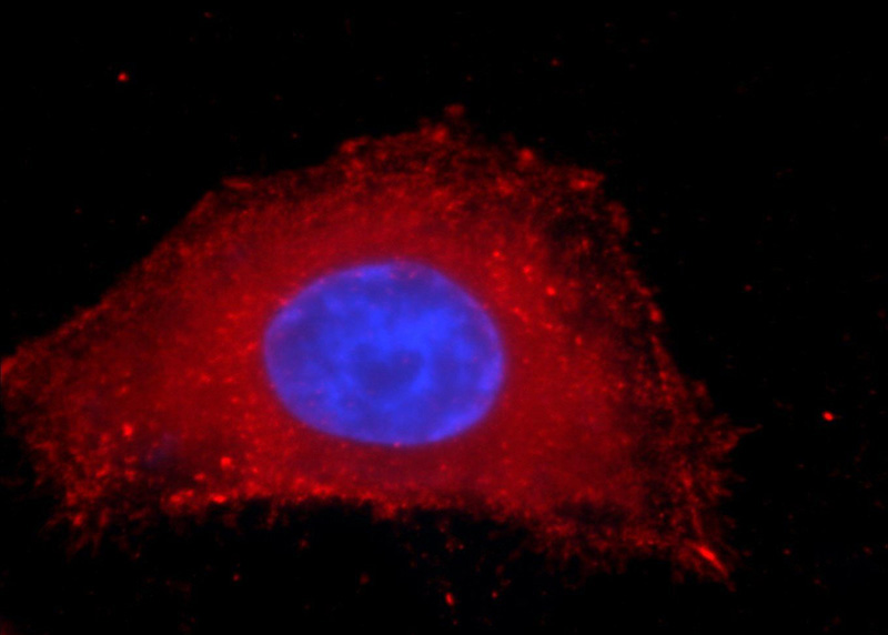 Immunofluorescent analysis of HepG2 cells using Catalog No:107461(PDHA1 Antibody) at dilution of 1:100 and Rhodamine-Goat anti-Mouse IgG