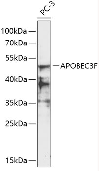 Western blot - APOBEC3F Polyclonal Antibody 