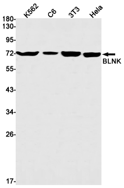 Western blot detection of BLNK in K562,C6,3T3,Hela cell lysates using BLNK Rabbit mAb(1:1000 diluted).Predicted band size:51kDa.Observed band size:70kDa.
