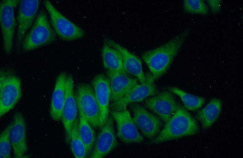 Immunofluorescent analysis of (10% Formaldehyde) fixed HepG2 cells using Catalog No:114895(RPL39 Antibody) at dilution of 1:50 and Alexa Fluor 488-congugated AffiniPure Goat Anti-Rabbit IgG(H+L)