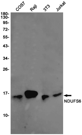Western blot detection of NDUFS6 in COS7,Raji,3T3,Jurkat cell lysates using NDUFS6 Rabbit pAb(1:1000 diluted).Predicted band size:14KDa.Observed band size:14KDa.