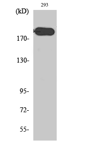 Fig1:; Western Blot analysis of various cells using ABCA6 Polyclonal Antibody