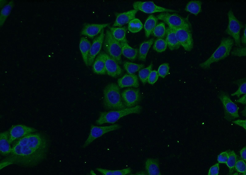 Immunofluorescent analysis of PC-3 cells using Catalog No:109988(DLEC1 Antibody) at dilution of 1:50 and Alexa Fluor 488-congugated AffiniPure Goat Anti-Rabbit IgG(H+L)