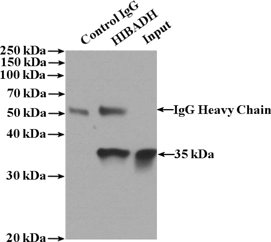 IP Result of anti-HIBADH (IP:Catalog No:111340, 4ug; Detection:Catalog No:111340 1:800) with mouse heart tissue lysate 4000ug.