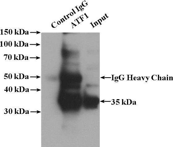 IP Result of anti-ATF1 (IP:Catalog No:108282, 4ug; Detection:Catalog No:108282 1:500) with HeLa cells lysate 3200ug.