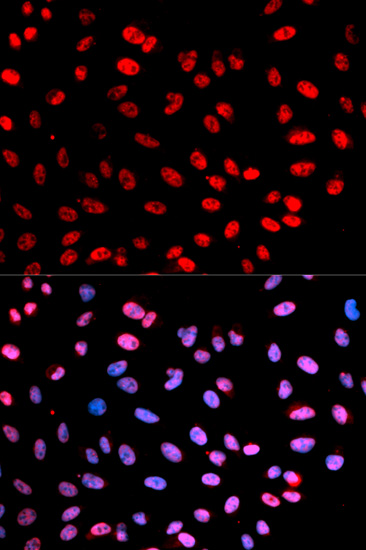Immunofluorescence - Phospho-ESPL1-S1126 pAb 