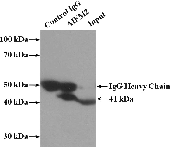 IP Result of anti-AIFM2 (IP:Catalog No:107852, 4ug; Detection:Catalog No:107852 1:300) with L02 cells lysate 1800ug.