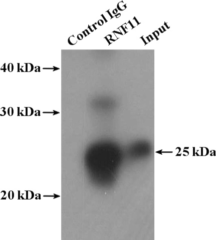 IP Result of anti-RNF11 (IP:Catalog No:114736, 4ug; Detection:Catalog No:114736 1:300) with mouse brain tissue lysate 4000ug.