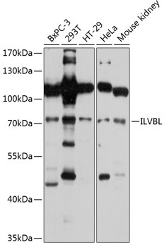Western blot - ILVBL Polyclonal Antibody 