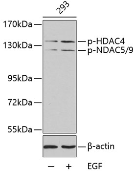 Western blot - Phospho-HDAC4-S246/HDAC5-S259/HDAC9-S220 pAb 