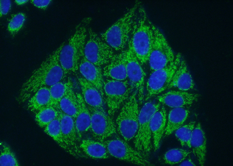 Immunofluorescent analysis of (10% Formaldehyde) fixed HepG2 cells using Catalog No:107311(HADHA Antibody) at dilution of 1:100 and Alexa Fluor 488-congugated AffiniPure Goat Anti-Mouse IgG(H+L)