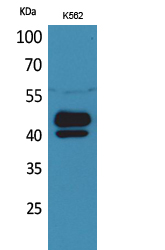 Fig1:; Western Blot analysis of K562 cells using PSG1 Polyclonal Antibody.. Secondary antibody（catalog#: HA1001) was diluted at 1:20000