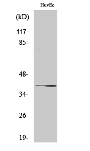 Fig1:; Western Blot analysis of various cells using β-1,3-Gal-T1 Polyclonal Antibody. Secondary antibody（catalog#: HA1001) was diluted at 1:20000