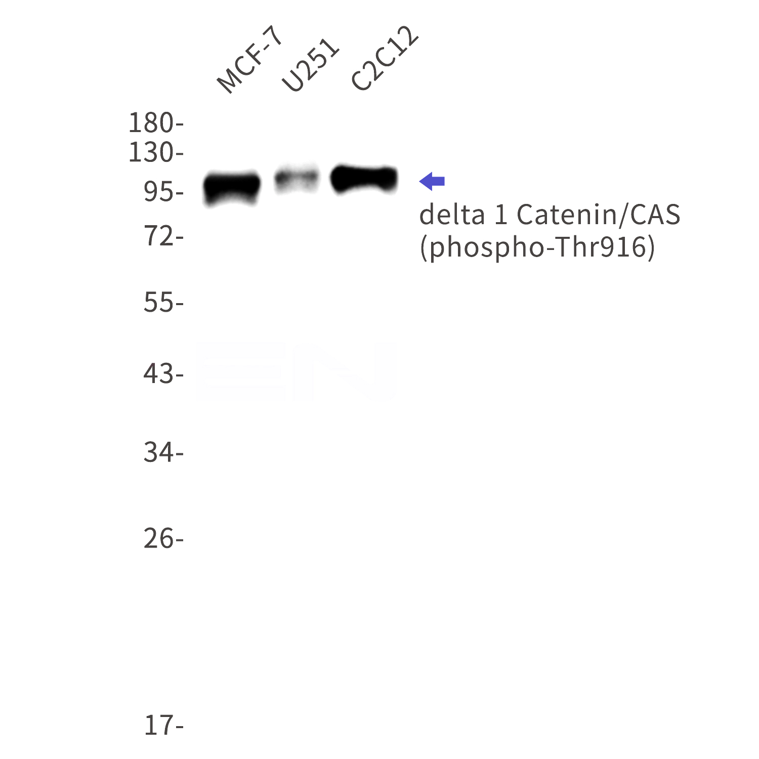 Western blot detection of phospho-delta 1 Catenin/CAS (Thr916) in MCF-7,U251,C2C12 cell lysates using phospho-delta 1 Catenin/CAS (Thr916) Rabbit mAb(1:1000 diluted).Predicted band size:108kDa.Observed band size:100kDa.