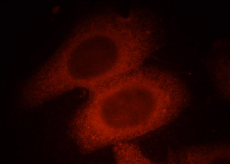 Immunofluorescent analysis of HepG2 cells, using FHIT antibody Catalog No: at 1:25 dilution and Rhodamine-labeled goat anti-mouse IgG (red).