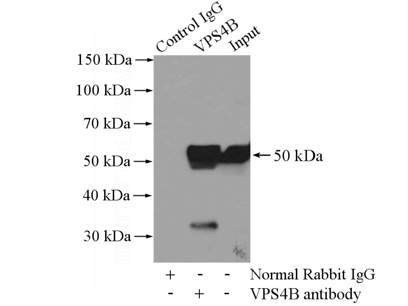 IP Result of anti-VPS4B (IP:Catalog No:116792, 4ug; Detection:Catalog No:116792 1:1000) with HeLa cells lysate 880ug.