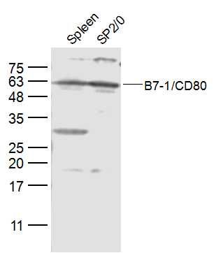 Fig3: Sample:; Spleen (Mouse) Lysate at 40 ug; SP2/0 (Mouse) CellLysate at 30 ug; Primary: Anti-B7-1/CD80 at 1/300 dilution; Secondary: IRDye800CW Goat Anti-Rabbit IgG at 1/20000 dilution; Predicted band size: 32 kD; Observed band size: 60 kD