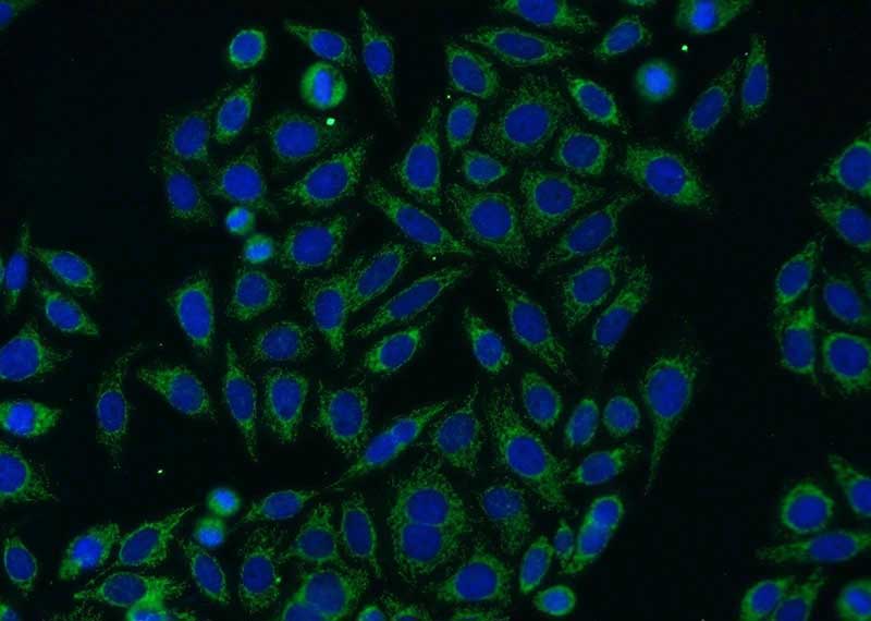 Immunofluorescent analysis of HepG2 cells using Catalog No:109985(DLAT Antibody) at dilution of 1:25 and Alexa Fluor 488-congugated AffiniPure Goat Anti-Rabbit IgG(H+L)