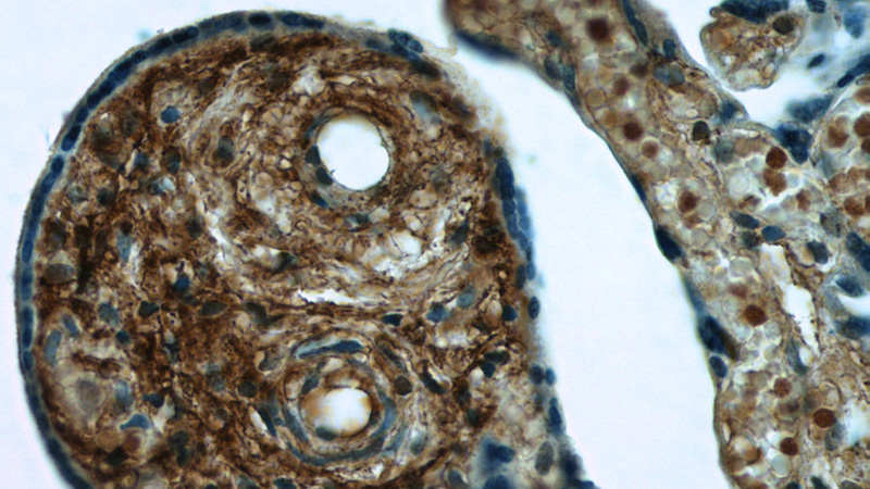 Immunohistochemistry of paraffin-embedded human placenta tissue slide using Catalog No:116741(C14orf115 Antibody) at dilution of 1:50 (under 40x lens)