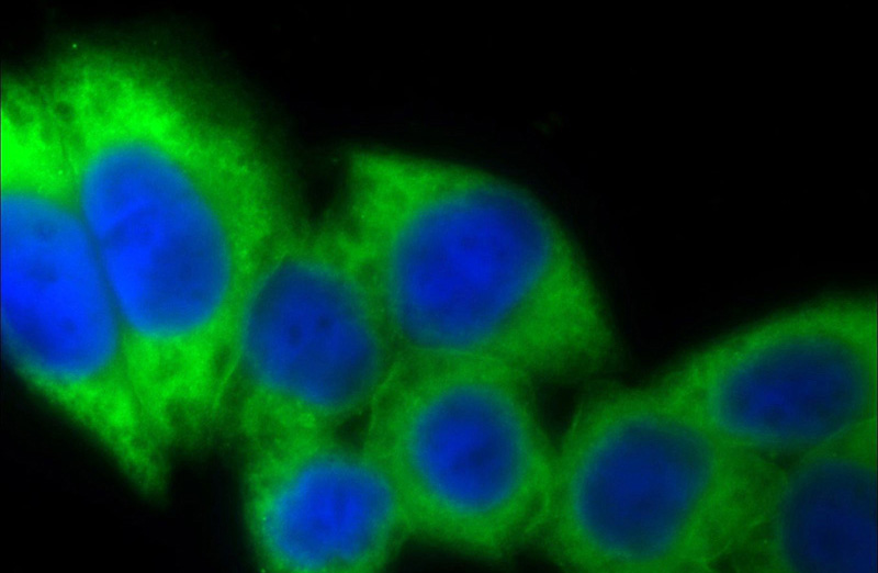 Immunofluorescent analysis of HeLa cells using Catalog No:108096(ANXA5 Antibody) at dilution of 1:25 and Alexa Fluor 488-congugated AffiniPure Goat Anti-Rabbit IgG(H+L)
