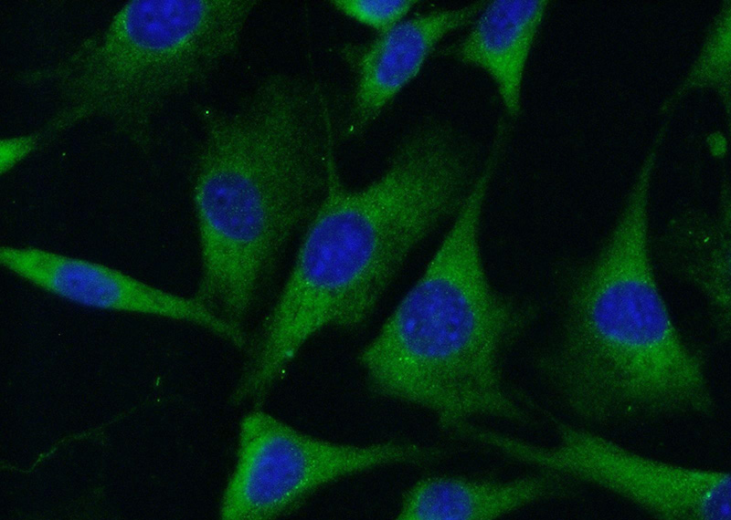 Immunofluorescent analysis of (-20oc Ethanol) fixed NIH/3T3 cells using Catalog No:114405(RAB11A Antibody) at dilution of 1:50 and Alexa Fluor 488-congugated AffiniPure Goat Anti-Rabbit IgG(H+L)