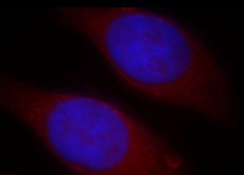 Immunofluorescent analysis of Hela cells, using NAT1 antibody Catalog No:112959 at 1:25 dilution and Rhodamine-labeled goat anti-rabbit IgG (red). Blue pseudocolor = DAPI (fluorescent DNA dye).