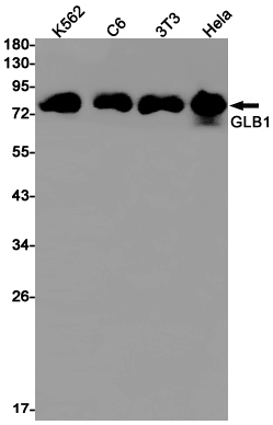 Western blot detection of GLB1 in K562,C6,3T3,Hela cell lysates using GLB1 Rabbit pAb(1:1000 diluted).Predicted band size:76kDa.Observed band size:80kDa.