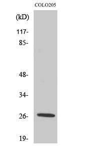 Fig1:; Western Blot analysis of various cells using PRSS33 Polyclonal Antibody
