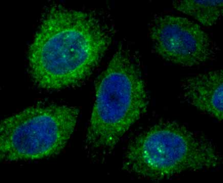 Fig3:; ICC staining of KDEL in HepG2 cells (green). Formalin fixed cells were permeabilized with 0.1% Triton X-100 in TBS for 10 minutes at room temperature and blocked with 1% Blocker BSA for 15 minutes at room temperature. Cells were probed with the primary antibody ( 1/500) for 1 hour at room temperature, washed with PBS. Alexa Fluor®488 Goat anti-Rabbit IgG was used as the secondary antibody at 1/1,000 dilution. The nuclear counter stain is DAPI (blue).
