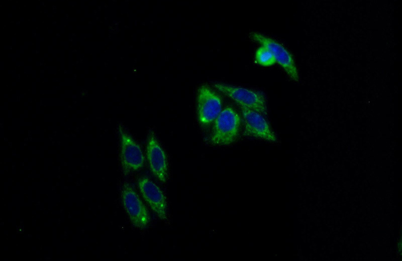 Immunofluorescent analysis of HepG2 cells using Catalog No:113704(PELI2 Antibody) at dilution of 1:25 and Alexa Fluor 488-congugated AffiniPure Goat Anti-Rabbit IgG(H+L)