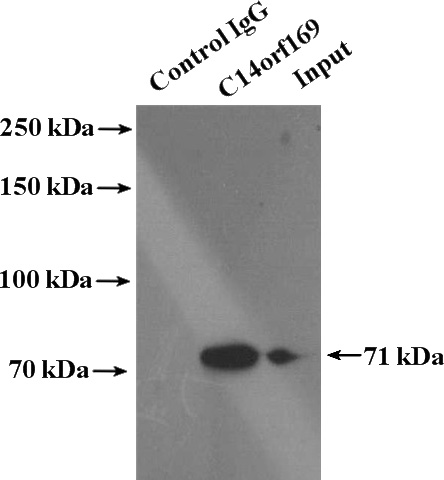 IP Result of anti-C14orf169 (IP:Catalog No:113261, 4ug; Detection:Catalog No:113261 1:500) with Jurkat cells lysate 4000ug.