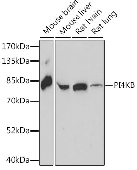 Western blot - PI4KB Polyclonal Antibody 