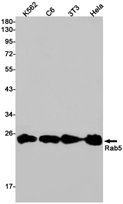 Western blot detection of Rab5 in K562,C6,3T3,Hela cell lysates using Rab5 Rabbit pAb(1:1000 diluted).Predicted band size:24kDa.Observed band size:24kDa.