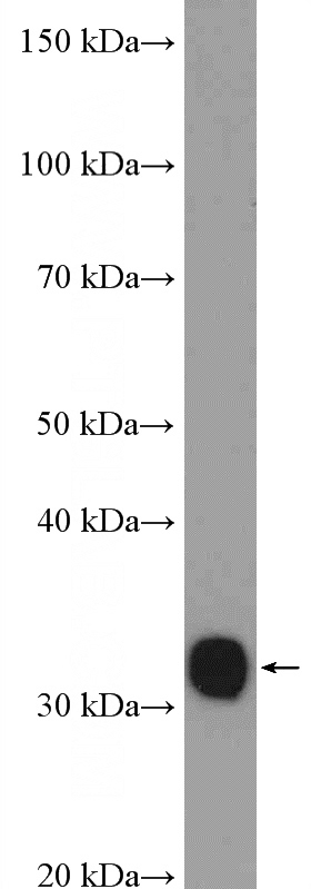 mouse kidney tissue were subjected to SDS PAGE followed by western blot with Catalog No:116373(TST Antibody) at dilution of 1:600