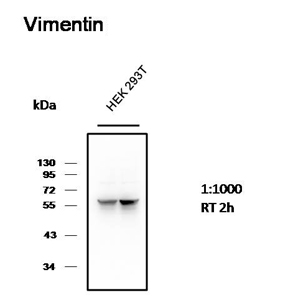 Western blot analysis of 293T cell with Mouse mAb diluted at 1:1000