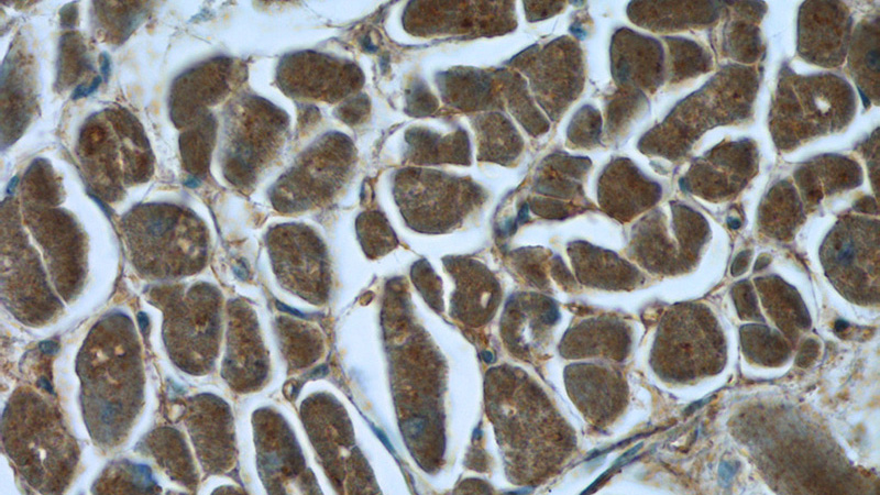 Immunohistochemistry of paraffin-embedded human heart tissue slide using Catalog No:112823(MRPL33 Antibody) at dilution of 1:50 (under 40x lens)