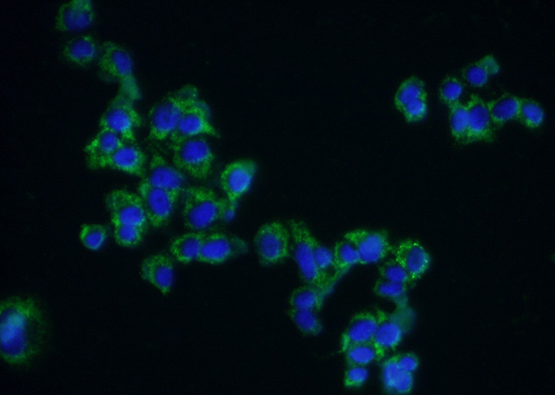 Immunofluorescent analysis of (-20oc Ethanol) fixed PC-12 cells using Catalog No:115781(SDC3 Antibody) at dilution of 1:50 and Alexa Fluor 488-congugated AffiniPure Goat Anti-Rabbit IgG(H+L)