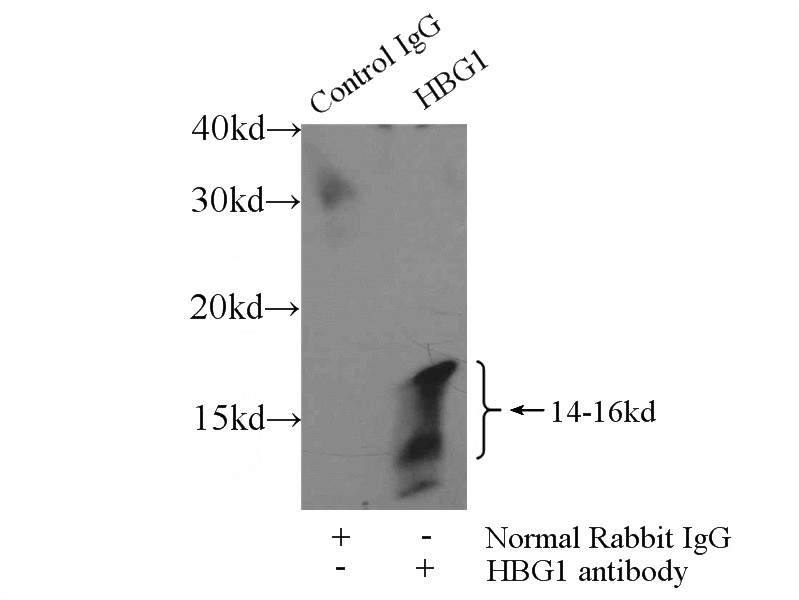 IP Result of anti-HBG1 (IP:Catalog No:111268, 3ug; Detection:Catalog No:111268 1:300) with K-562 cells lysate 2000ug.