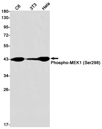 Western blot detection of Phospho-MEK1 (Ser298) in C6,3T3,Hela cell lysates using Phospho-MEK1 (Ser298) Rabbit pAb(1:1000 diluted).Predicted band size:43kDa.Observed band size:43kDa.