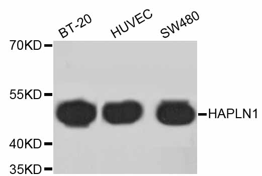 Western blot - HAPLN1 Monoclonal Antibody 