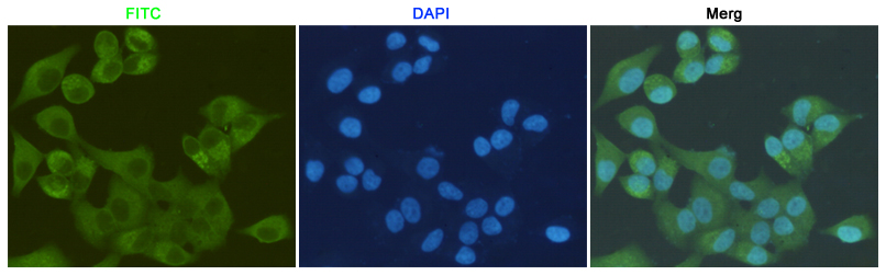 Immunocytochemistry staining of HeLa cells fixed with 4% Paraformaldehyde and using anti-S100A10 mouse mAb (dilution 1:200).
