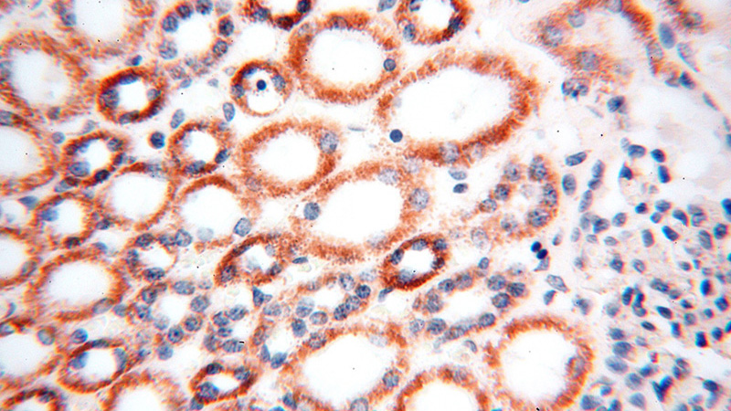 Immunohistochemical of paraffin-embedded human kidney using Catalog No:109987(DLD antibody) at dilution of 1:100 (under 40x lens)