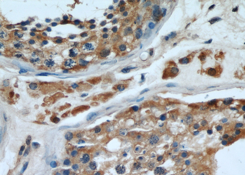 Immunohistochemical of paraffin-embedded human testis using Catalog No:108200(ARL3 antibody) at dilution of 1:50 (under 40x lens)