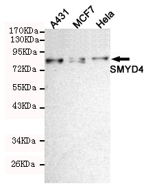 Western blot detection of SMYD4 in Hela,MCF7 and A431 cell lysates using SMYD4 mouse mAb (1:200 diluted).Predicted band size:89KDa.Observed band size:89KDa.