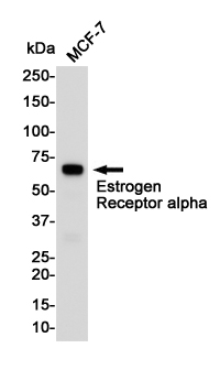 Western blot detection of Estrogen Receptor α in MCF-7 cell lysates using Estrogen Receptor α Rabbit pAb(1:1000 diluted).Predicted band size:66KDa.Observed band size:66KDa.