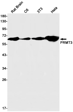 Western blot detection of PRMT3 in Rat Brain,C6,3T3,Hela cell lysates using PRMT3 Rabbit pAb(1:1000 diluted).Predicted band size:60kDa.Observed band size:60kDa.