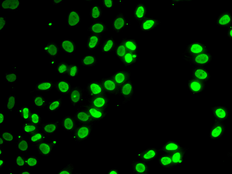 Immunofluorescence - SEPT7 Polyclonal Antibody 