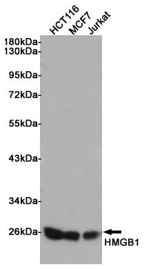 Western blot analysis of extracts from HCT116, MCF7 and Jurkat cells using HMGB1 Rabbit pAb at 1:1000 dilution. Predicted band size: 25kDa. Observed band size: 25kDa.